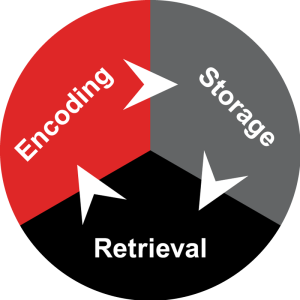 Circle containing Encoding, Storage, and Retrieval.