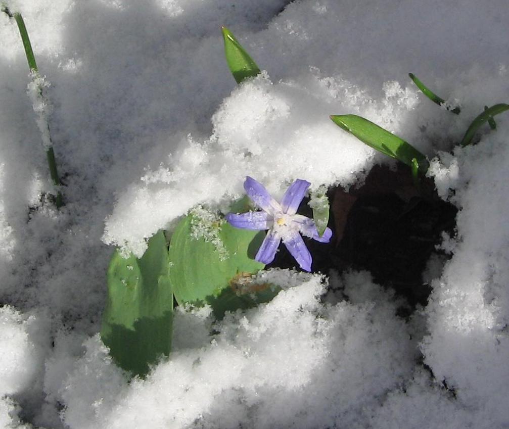 https://en.wikipedia.org/wiki/Alpine_plant#/media/File:Glory_of_the_Snow_in_the_snow.JPG
