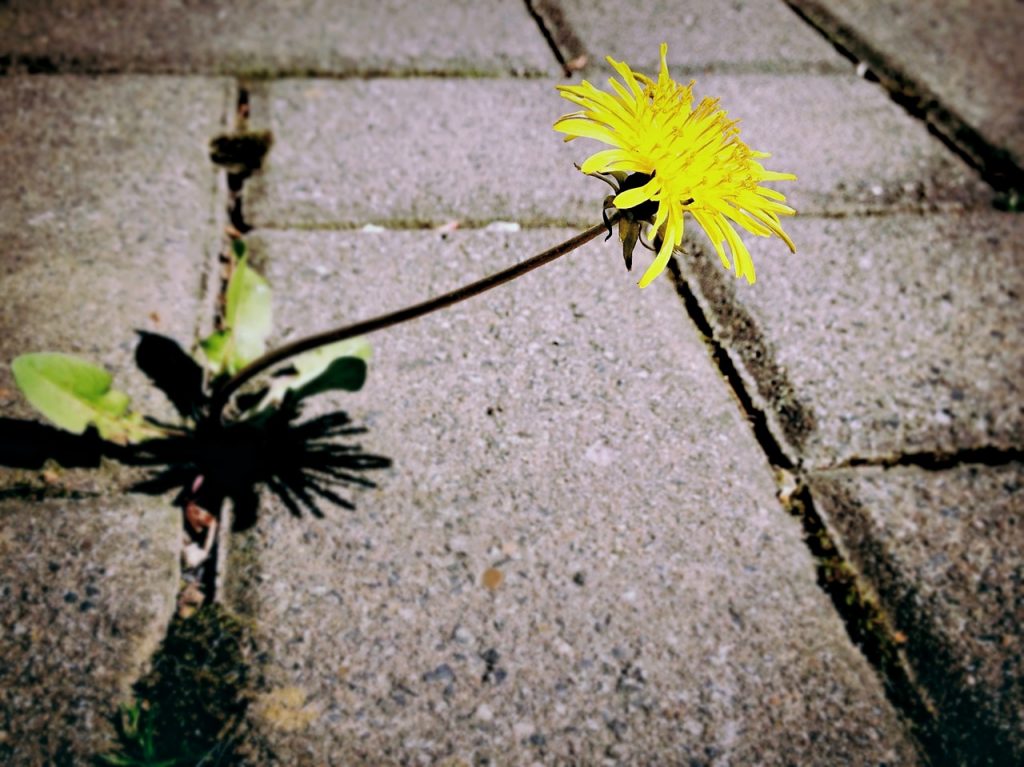 https://pixabay.com/en/dandelion-weed-flower-yellow-729693/
