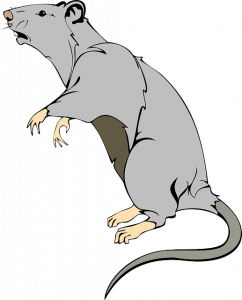 https://pixabay.com/en/rat-animal-mammal-mouse-pest-pet-312046/