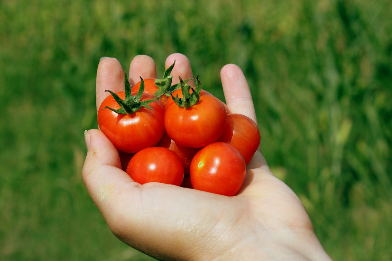 https://pixabay.com/en/cherry-hand-handheld-matina-red-88403/