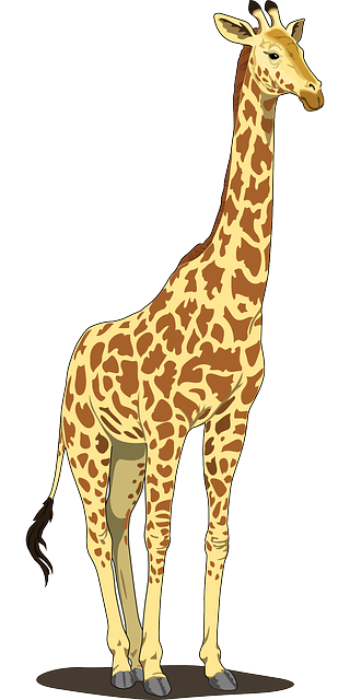 https://pixabay.com/en/giraffe-tall-spots-long-neck-tail-48393/