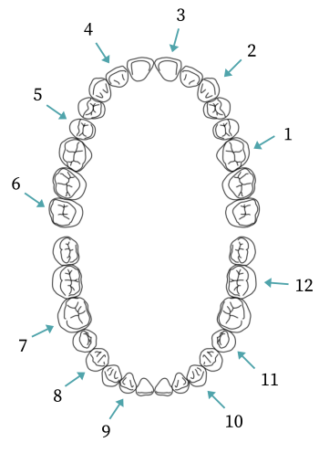 Week 2: Tooth Structure and Identification – Dental & Wellness Office ...