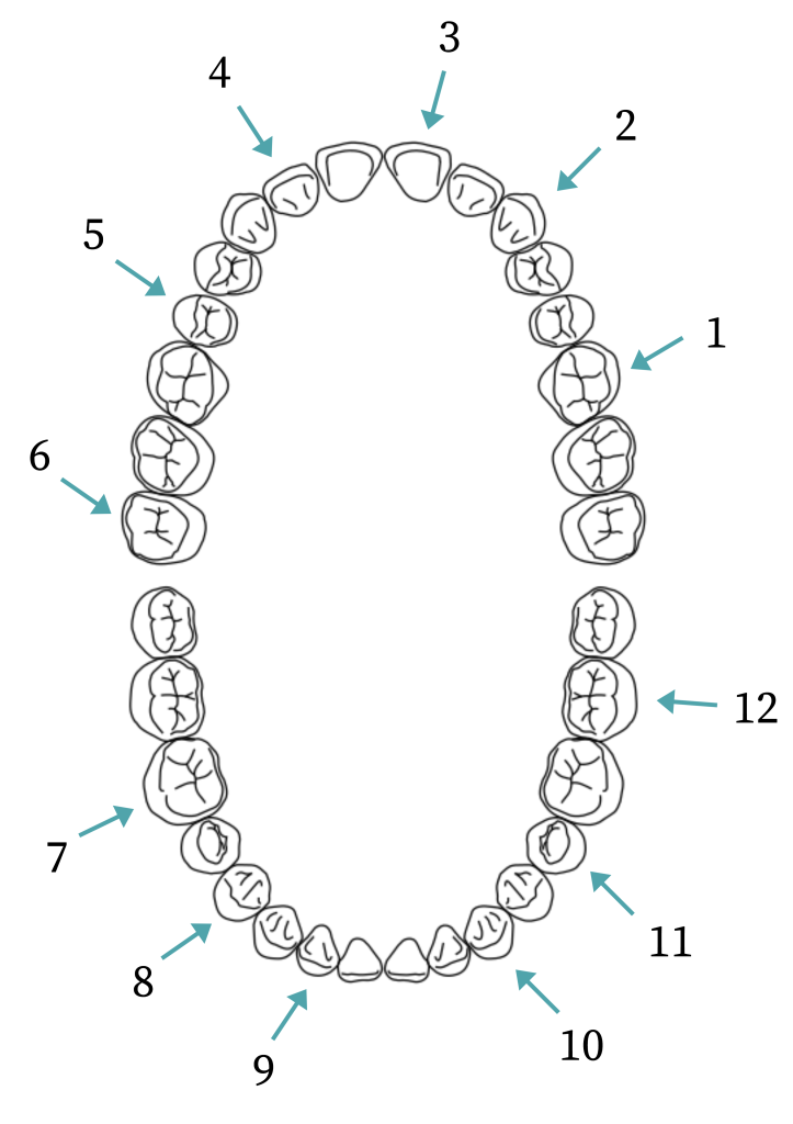 2 dental arches (top and bottom rows of teeth) separated by a space. Numbers 1-12 are labelled in a counterclockwise manner starting from right. Upper arch: 1 points to the 3rd tooth, 2 points to the 6th tooth, 3 points to the 8th tooth from right, 4 points to the 10th tooth from the right, 5 points to the 13th tooth, and 6 points to 16th tooth. Bottom arch continuing in a counterclockwise manner: 7 points to the third tooth from the left, 8 points to the 5th tooth, 9 points to the 7th, 10 points to the 11th tooth, 11 points to the 13th tooth, and 12 points to the 15th tooth from the left.