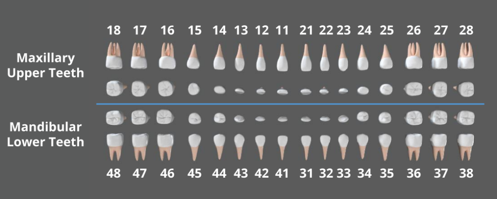 Image of the complete set off teeth, with the front and top views of each teeth in a row, with maxillary or upper teeth across the top (numbered 18 to 11 and 21 to 28) and mandibular or lower teeth across the bottom (numbered 48 to 41 and 31 to 38).
