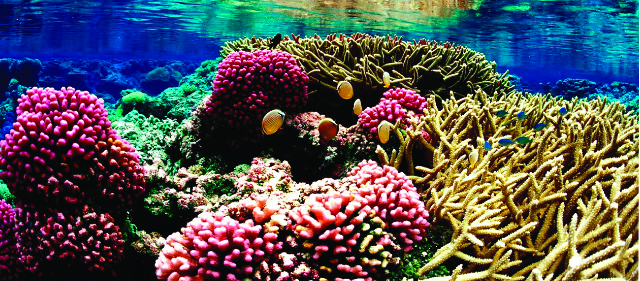 An underwater photo of a colorful coral reef is pictured.