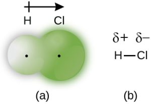 A diagram labeled ( a ) shows a small sphere labeled, “H” and a larger sphere labeled, “C l” that overlap slightly. Both spheres have a small dot in the center. To the right, a diagram labeled ( b ) shows an H bonded to a C l with a single bond, which is represented by a horizontal straight line between the H and C l. A dipole and a positive sign are written above the H and a dipole and negative sign are written above the C l. An arrow points toward the C l with a plus sign on the end furthest from the arrow’s head near the H.