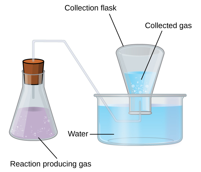 A diagram of equipment used for collecting a gas over water is pictured. To the left is an Erlenmeyer flask filled two thirds full with a lavender colored liquid containing bubbles. The label “Reaction Producing Gas” appears below the flask. The flask has a stopper in it through which a single glass tube extends from the open region above the liquid in the flask up, through the stopper, to the right, then angles down into a pan that is full of light blue water. This tube again extends right once it is well beneath the water’s surface and then bends up into an inverted flask which is labeled “Collection Flask.” This collection flask is positioned with its mouth beneath the surface of the light blue water and appears approximately half full. Bubbles are evident in the water in the inverted flask. The open space above the water in the inverted flask is labeled “collected gas.”