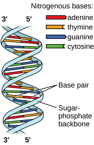 The image shows a helical structure like a twisted ladder where the rungs of the ladder, labeled “Base pair” are red, yellow, green and blue paired bars. The red and yellow bars, which are always paired together, are labeled in the legend, which is titled “Nitrogenous bases” as “adenine” (red) and “thymine” (yellow) respectively. The blue and green bars, which are always paired together, are labeled in the legend as “guanine” (blue) and “cytosine” (green) respectively. At the top of the helical structure, the left-hand side rail, or “Sugar phosphate backbone,” is labeled as “3, prime” while the right is labeled as “5, prime.” These labels are reversed at the bottom of the helix.