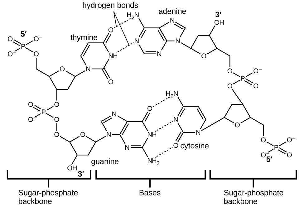 A molecular stick diagram of double stranded DNA containing two sets of base pairs thymine - adenine and guanine - cytosine is pictured. Hydrogen bonds holding two strands together are labelled and shown to connect both base pairs. Three sections are indicated below the stick diagram where the left is labeled “Sugar, dash, phosphate backbone,” the middle is labeled “Bases” and the right is labeled “Sugar, dash, phosphate backbone.”