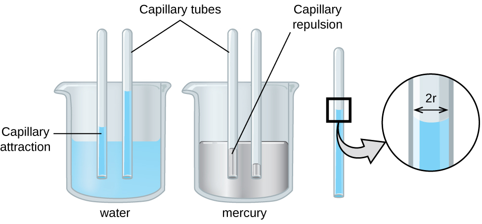 An image of two beakers and a tube is shown. The first beaker, drawn on the left and labeled “Water,” is drawn half-full of a blue liquid. Two tubes are placed vertically in the beaker and inserted into the liquid. The liquid is shown higher in the tubes than in the beaker and is labeled “Capillary attraction.” The second beaker, drawn in the middle and labeled “Mercury,” is drawn half-full of a gray liquid. Two tubes are placed vertically in the beaker and inserted into the liquid. The liquid is shown lower in the tubes than in the beaker and is labeled “Capillary repulsion.” Lines point to the vertical tubes and label them “Capillary tubes.” A separate drawing of one of the vertical tubes from the first beaker is shown on the right. A right-facing arrow leads from the liquid in the tube to a square call-out box that shows a close-up view of the liquid’s surface. The distance across the tube is labeled “2 r” in this image.