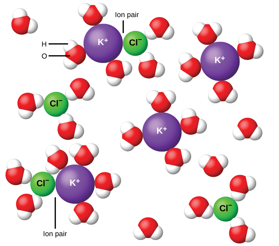 The diagram shows four purple spheres labeled K superscript plus and four green spheres labeled C l superscript minus dispersed in H subscript 2 O as shown by clusters of single red spheres with two white spheres attached. Red spheres represent oxygen and white represent hydrogen. In two locations, the purple and green spheres are touching. In these two locations, the diagram is labeled ion pair. All red and green spheres are surrounded by the white and red H subscript 2 O clusters. The white spheres are attracted to the purple spheres and the red spheres are attracted to the green spheres.