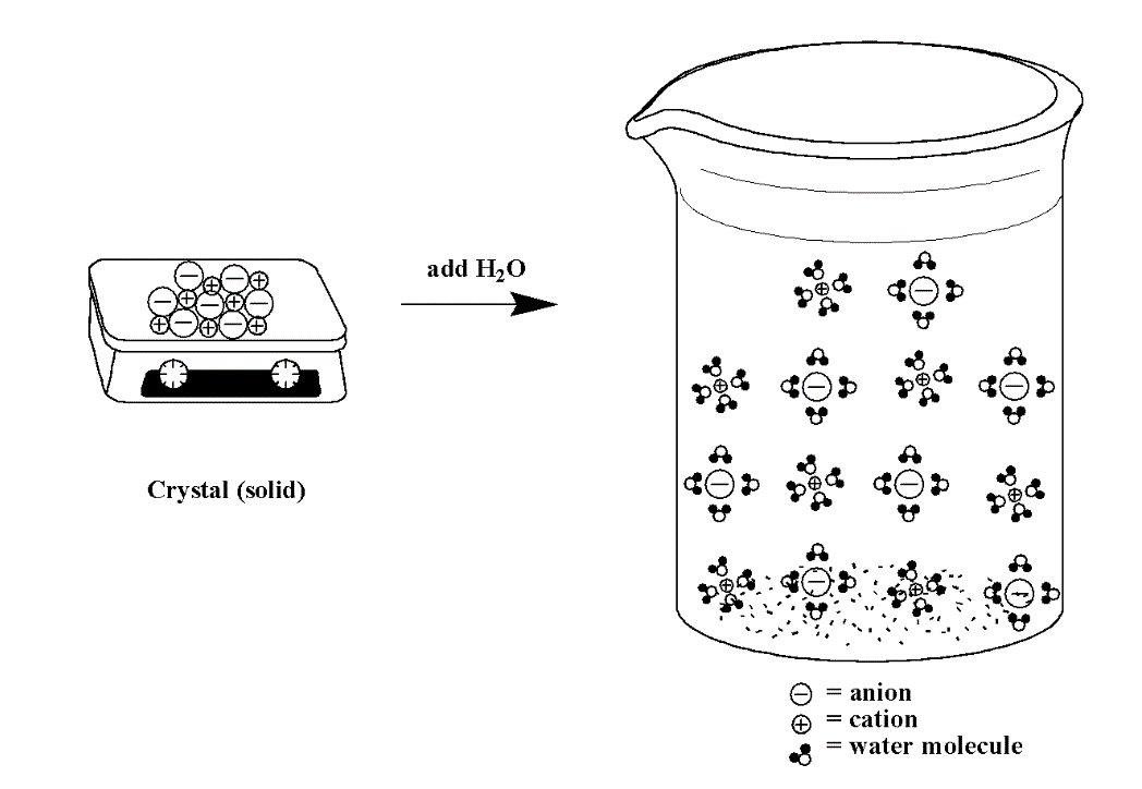 Ionic solids, depicted as combinations of positive symbols and negative symbols in this diagram, when placed into a polar solvent such as water will dissociate. Therefore, each positively charged ion and each negatively charged ion are separated from each other by the dipole moments on the water molecules, and float around separately in solution.