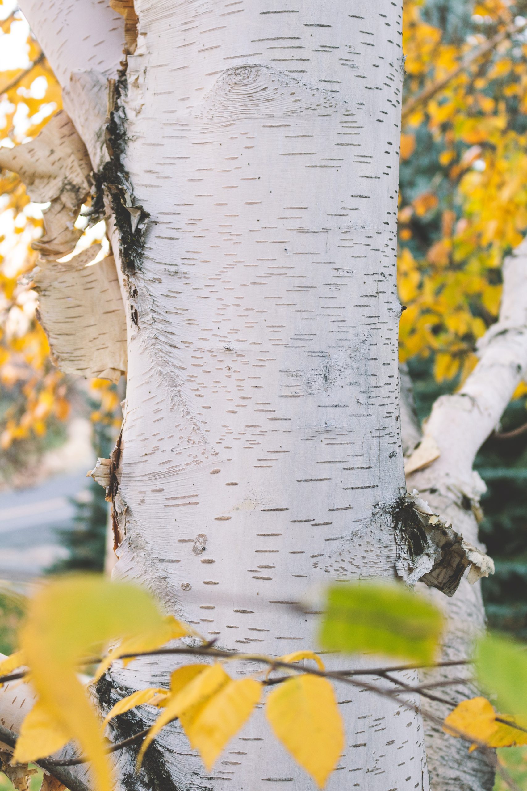 A birch tree trunk that has white bark with small black horizontal lines throughout is pictured.