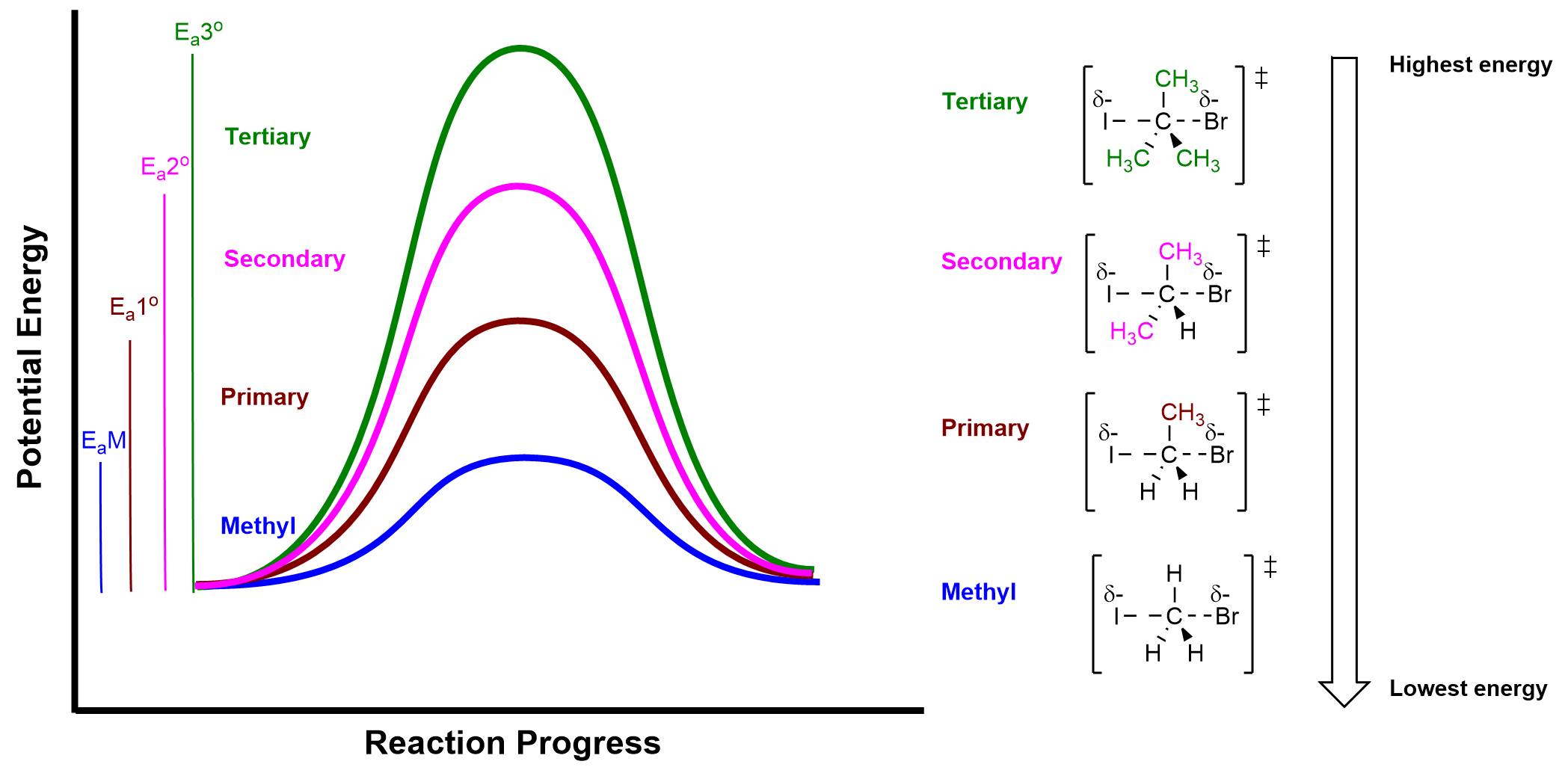 An energy profile diagram has been drawn with the x-axis being labelled Reaction Progress and the y-axis labelled Potential Energy. There are four energy profiles for alkyl halide present: Methyl coloured blue, Primary coloured brown, Secondary coloured pink and Tertiary coloured green. Each alkyl halide is represented by a bell-shaped curve with varying activation energies. Tertiary alkyl halides have the highest activation energy, followed by secondary, primary, and methyl alkyl halides. The alkyl halide structures are illustrated with the iodine, carbon, and bromine atoms arranged left to right, with a partial negative charge on the iodine and a partial negative charge on the bromide. Methyl has one carbon bonded to three hydrogens, primary has one methyl group attached, secondary has two methyl groups, and tertiary has three methyl groups. An arrow on the far right indicates energy levels from high to low.