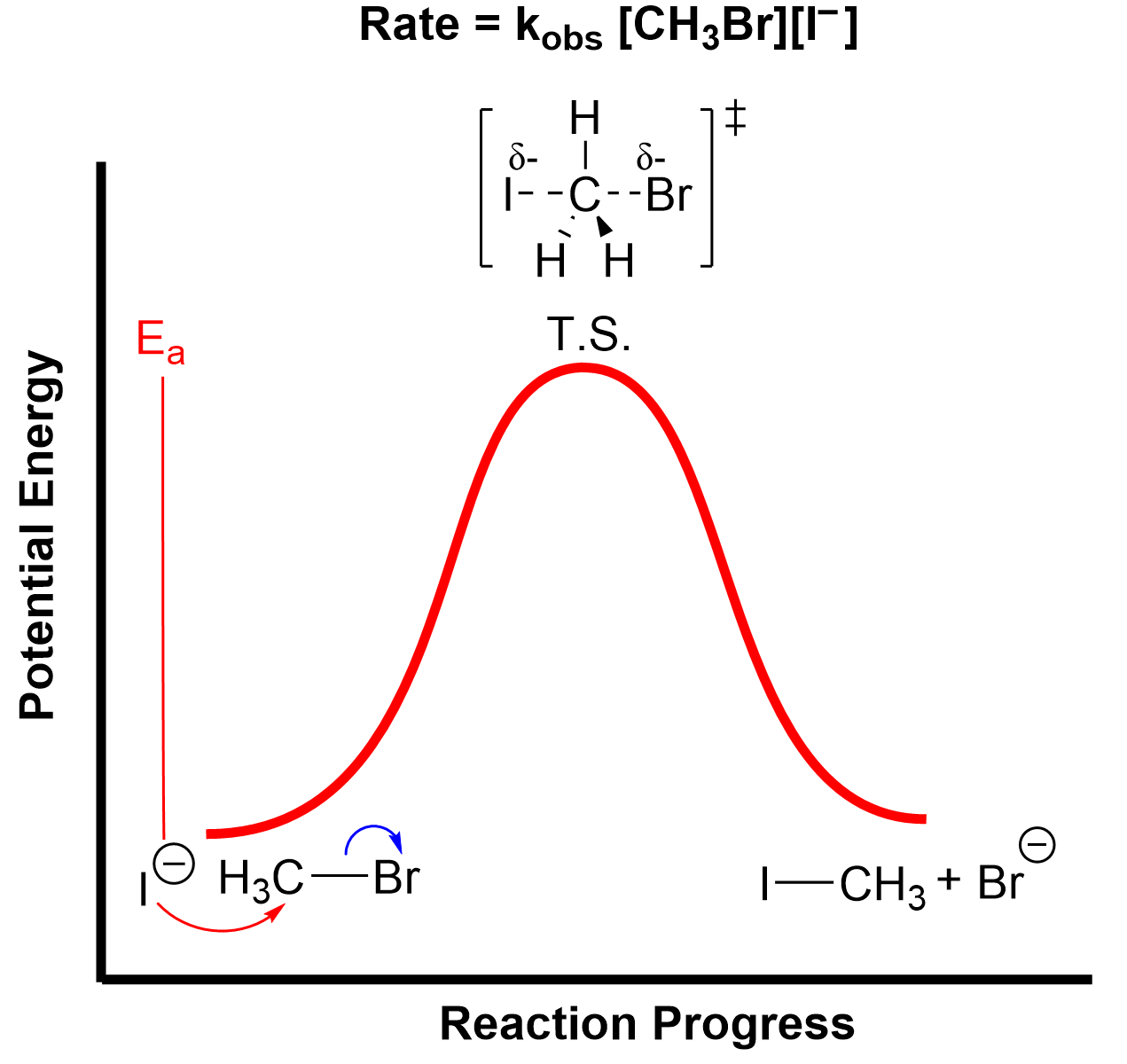 An energy profile diagram is drawn where there is an x-axis labeled reaction progress and a y-axis labeled potential energy. Additionally, the graph is labelled Rate = kobs [CH3Br][I-]. There is a red bell-shaped curve where the last point ends higher than the starting point. There’s a vertical line drawn from the lowest to the highest point of the curve and labelled Ea for activation energy. Underneath the starting point an iodide (I-) has an arrow tail from one of its lone pairs with the arrowhead pointing towards the carbon of bromomethane and the bond between carbon and bromine is broken, depicted by curved arrows. The highest point is labelled T.S for transition state and in square brackets bromomethane is drawn using the spatial model where I and Br are both attached to C with dotted lines, including symbols for partially negative on either halogen. The final point of the curve is iodomethane and bromide (Br-).
