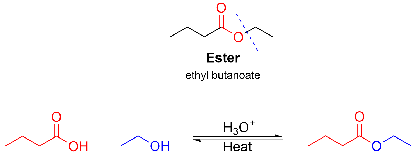 By using the same cutting method as in 3.6.e.ii, the regents needed in an acid-catalyzed reaction are determined to be butanoic acid and ethanol in the presence of H3O+ and heat to form ethyl butanoate.