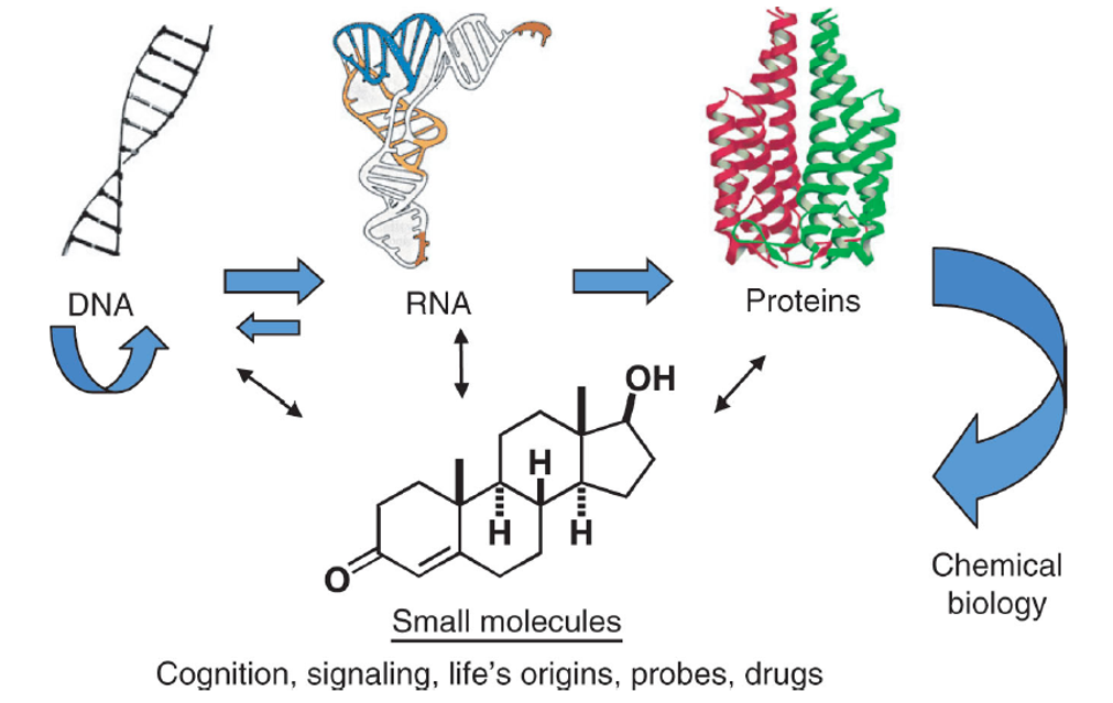 A flowchart linking DNA, RNA, and proteins with small molecules in the field of Chemical Biology. Small molecules are important for cognition, signalling, life’s origins, probes and drugs.