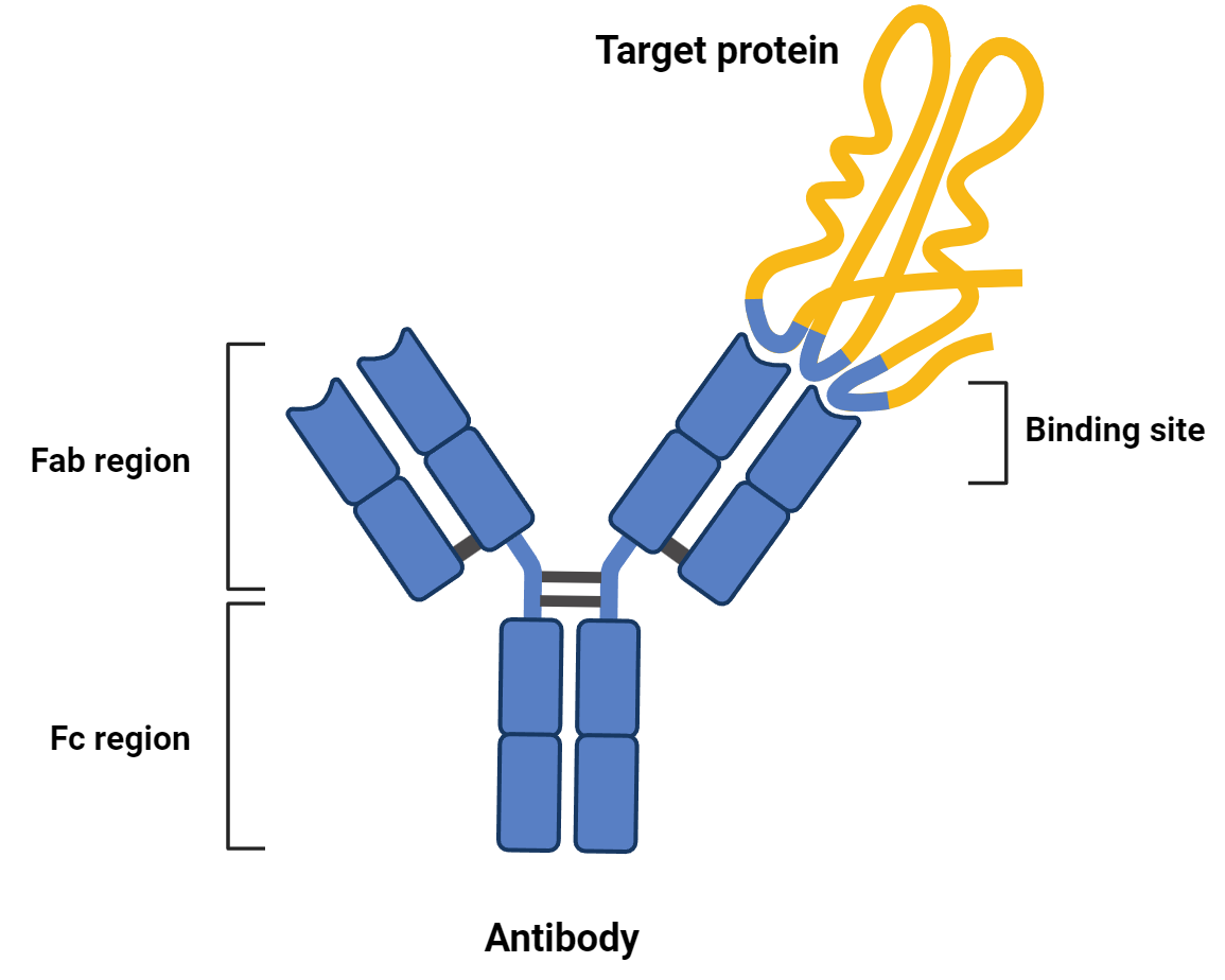 A diagram of an antibody bound to its targeting protein via the binding site. The Fab region is the top half of the antibody, whereas the Fc region makes up the lower half.