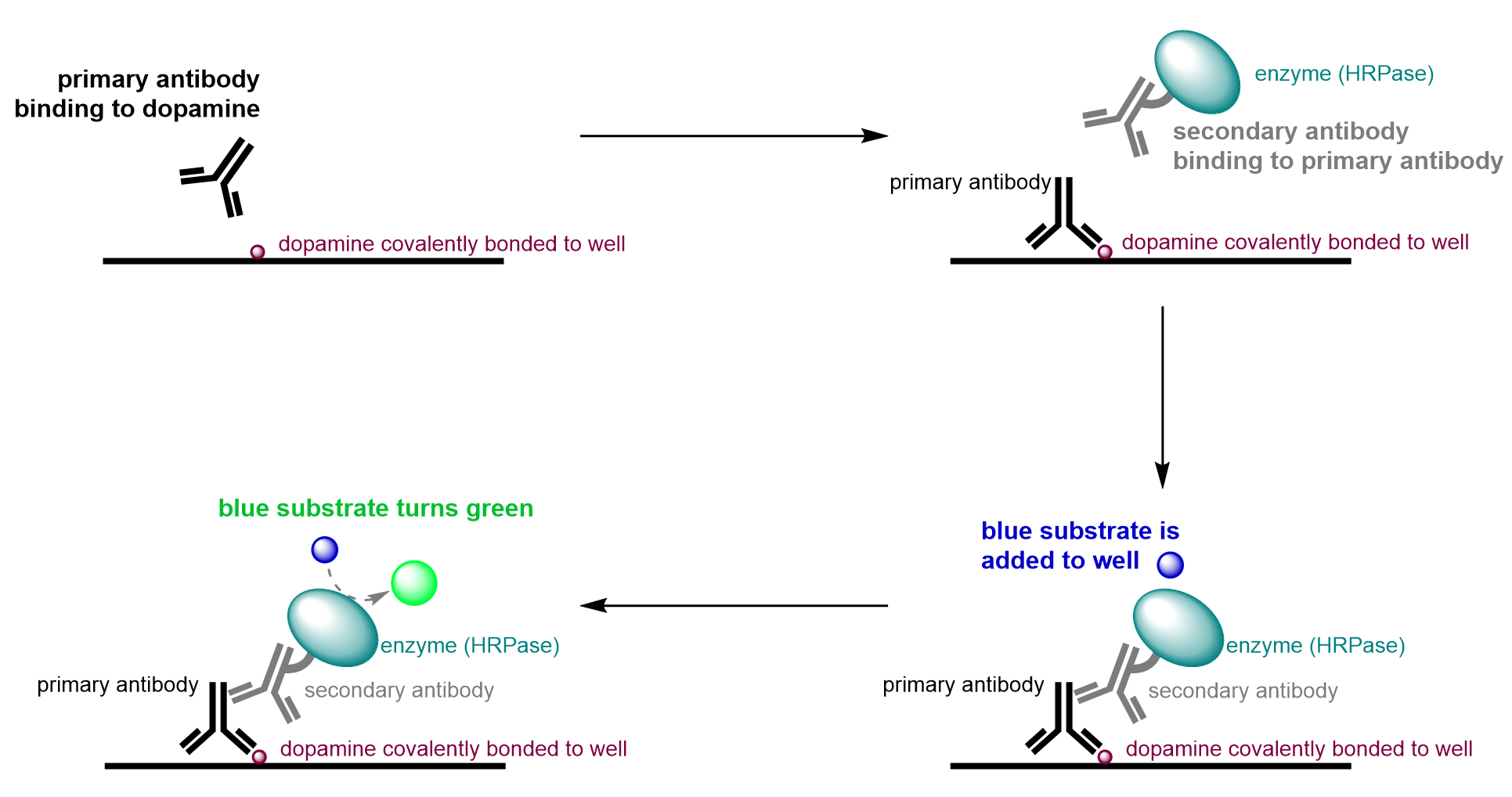 An overview for how an ELISA functions. A primary antibody first targets and binds to dopamine. In the second step, a secondary antibody, which contains the enzyme horseradish peroxidase, is added to bind to the primary antibody. In the third step, a blue solution is added to the well, which turns green due to the enzyme, indicating the presence of dopamine.
