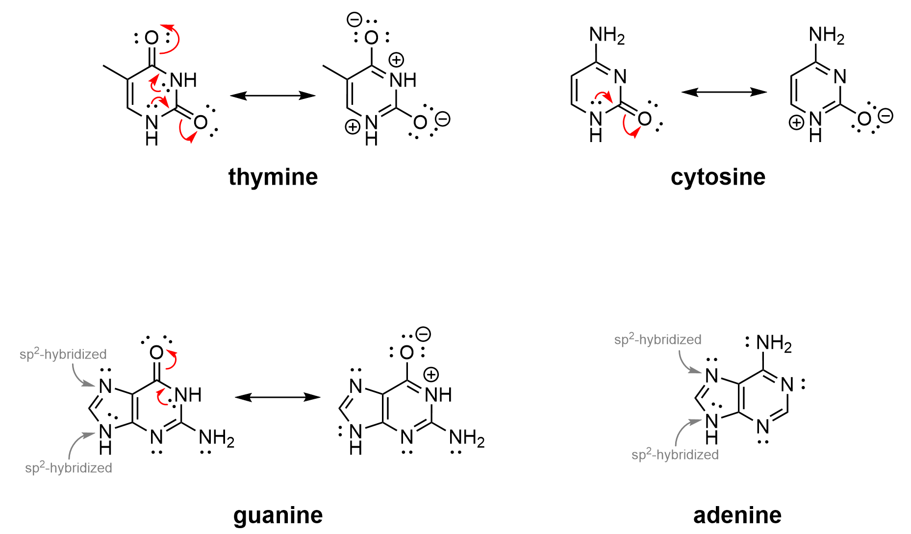 Line-bond structures of four molecules: thymine (two diagrams on the top left joined by resonance arrows), cytosine (two diagrams on the top right joined by resonance arrows), guanine (two diagrams on the bottom left joined by resonance arrows), and adenine (one diagram on the bottom right).Thymine consists of a six-membered ring. In the diagram on the left, clockwise from the top of the ring, there is a carbonyl carbon, which is singly bonded to a nitrogen atom with an attached hydrogen, which is singly bonded to a carbonyl carbon, which is singly bonded to a nitrogen atom with an attached hydrogen, which is singly bonded to a carbon atom, which is doubly bonded to a carbon atom with an attached methyl group, which is then attached to the carbonyl carbon at the top of the ring. Lone pairs of electrons are shown as follows: two lone pairs on each oxygen atom that is part of the carbonyl groups; one lone pair on each nitrogen atom that is part of the six-membered ring.   There are four curved arrows in the left diagram of thymine. Starting at the bottom of the six-membered ring, one curved arrow has its tail end starting at the lone pair of electrons on nitrogen, and the head of the arrow pointing to the bond between this nitrogen and the carbonyl carbon atom on the bottom right of the of the six-membered ring. A second curved arrow is at the carbonyl group at the bottom right of the molecule, with the tail end starting at the double bond between carbon and oxygen, and the head of the arrow pointing to the oxygen atom. A third curved arrow has its tail end starting at the lone pair of electrons on nitrogen at the top right side of the six-membered ring, and the head of the arrow pointing to the bond between this nitrogen and the carbonyl carbon atom at the top of the of the six-membered ring. A fourth curved arrow is at the carbonyl group at the top of the molecule, with its tail end starting at the double bond between carbon and oxygen, and the head of the arrow pointing to the oxygen.   In the right diagram of thymine, there is a six-membered ring with alternating single and double bonds. Clockwise from the top of the ring, there is a carbon atom with an attached singly bonded oxygen. The carbon atom is doubly bonded to a nitrogen atom with an attached hydrogen, which is singly bonded to a carbonyl carbon, which is singly bonded to a nitrogen atom with an attached hydrogen, which is singly bonded to a carbon atom. This carbon atom has an attached singly bonded oxygen. The carbon atom is doubly bonded to a nitrogen atom with an attached hydrogen, which is singly bonded to a carbon atom, which is doubly bonded to a carbon atom with an attached methyl group, which is then attached to the carbon at the top of the ring. Both nitrogen atoms have a formal positive charge. Both oxygen atoms have a formal negative charge and three lone pairs of electrons.  The other molecules of cytosine, adenine, guanine are similarly depicted, highlighting their aromatic nature through curved arrows.