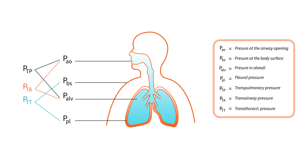 A diagram of the human respiratory system is shown with the different types of pressures associated throughout it. The first is Pao, or pressure at the airway opening. The second is Pbs, or pressure at the body surface. The next one is Palv, or pressure in the alveoli. The following one is Ppl, or pleural pressure. Next is PTP, or transpulmonary pressure. The next one is PTA, or transairway pressure. The last one is PTT, or transthoracic pressure.