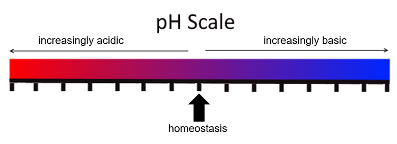 A pH scale with an arrow in the middle signalling the point of homeostasis. An arrow pointing to the left signals "increasingly acidic," and an arrow pointing to the right signals "increasingly basic."