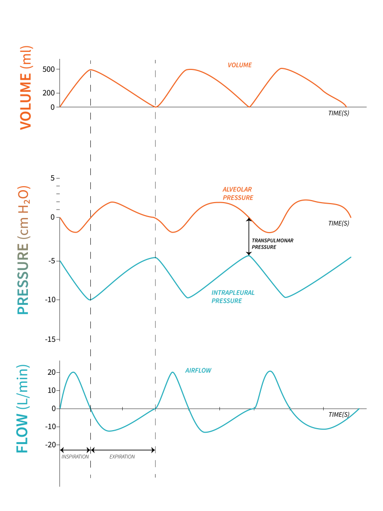 Diagram showing Volume (top), Pressure (middle), and Flow Diagrams (bottom). The volume diagram shows a line graph in orange of volume (0 to 500 mL range) over time. The pressure diagram shows two lines, the first one is displayed in orange and is for alveolar pressure, and the second one is displayed in teal and is for intrapleural pressure; they are both representing pressure (negative 15 over positive 5 cmH20) over time. An arrow between alveolar pressure and intrapleural pressure is shown representing the transpulmonar pressure. The Flow diagram is displayed in teal and represents the airflow (negative 20 to positve 20 L/min range) over time. A vertical dotted line is shown across all three graphs shortly after the beginning to represent how long inspiration takes. Another vertical dotted line is shown afterwards to represent the time expiration takes (approximately twice as long as inspiration).