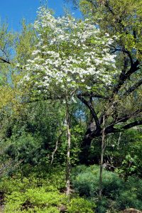 Flowering dogwood tree.
