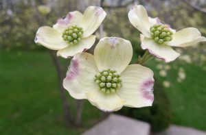 The Dogwood flowers in the centre.