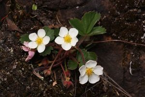 Fragaria virginiana growing in nature