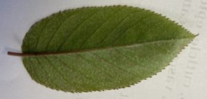 Photo of the underside of the leaf of A. Arborea