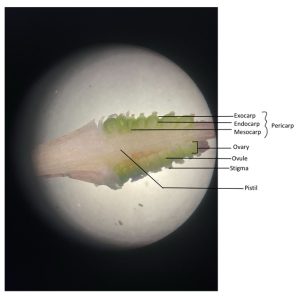 Unfertilized ovary cross section