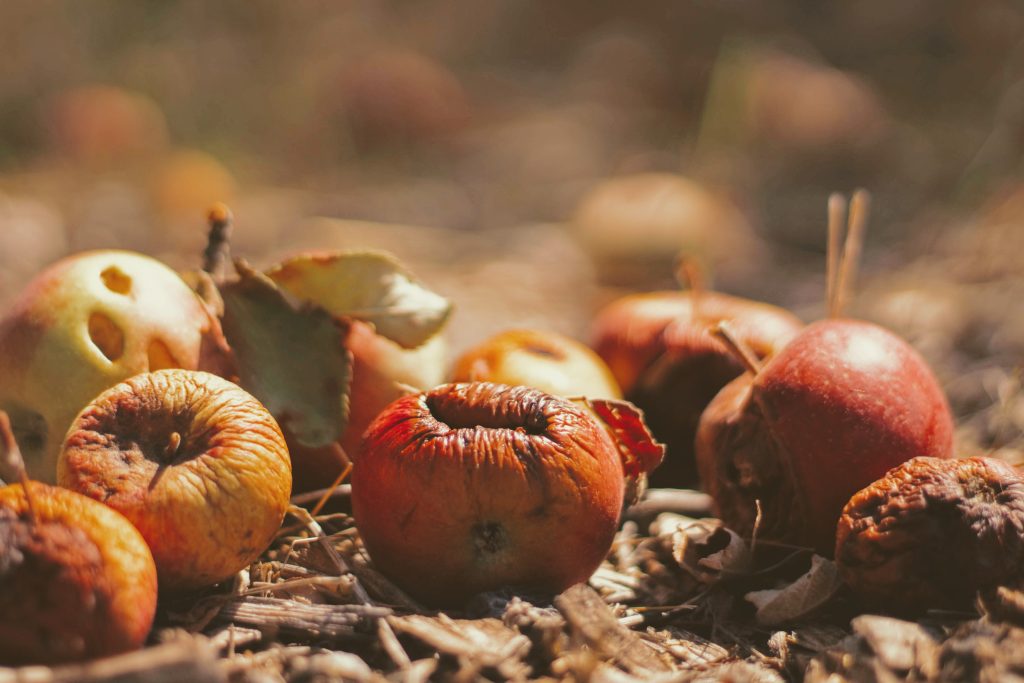 Several apples lying on the ground, showing signs of decay and rot