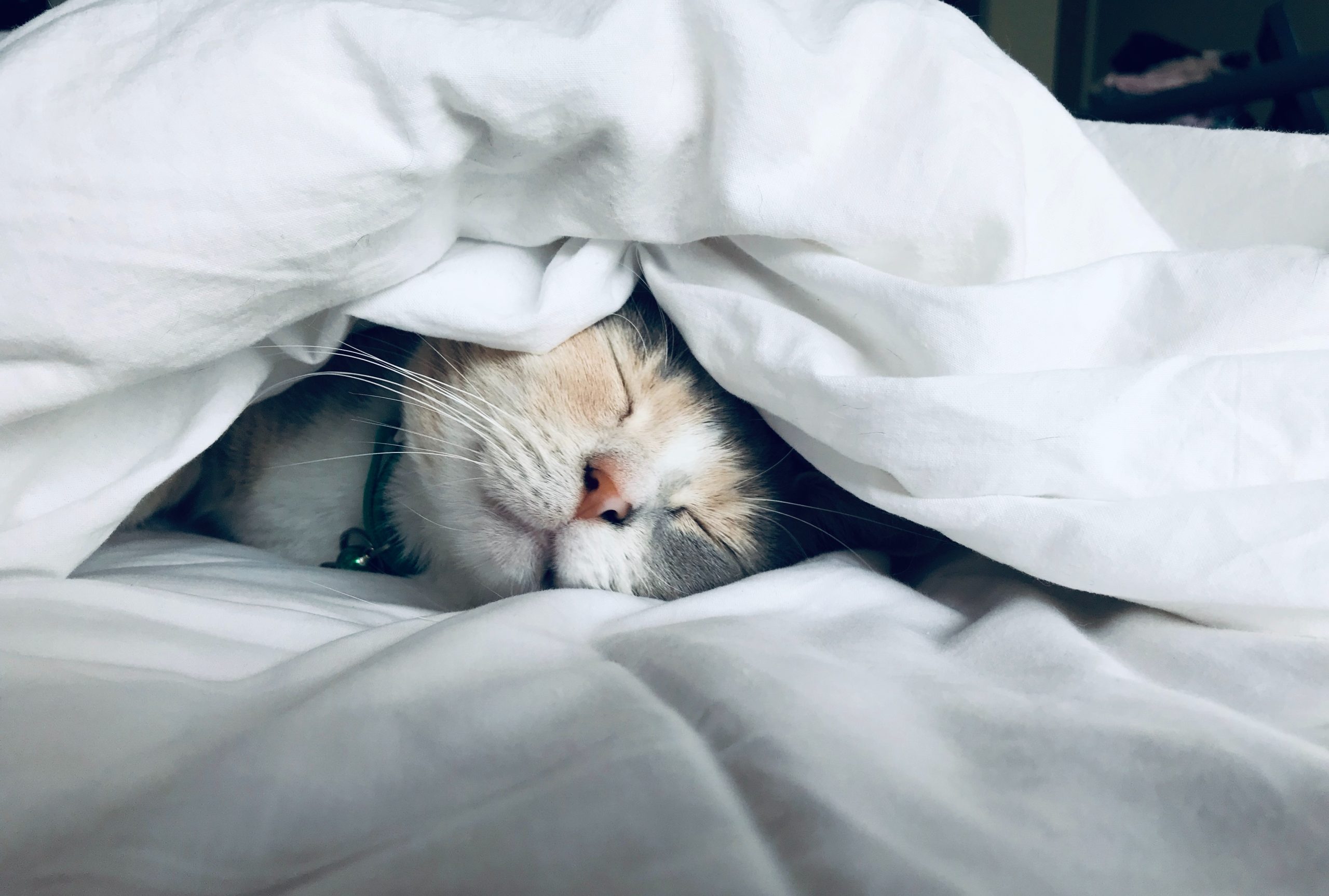 Cat under bed covers sleeping.