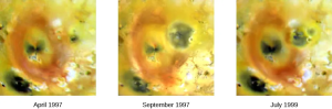 A series of three images that show colour change due to volcanic eruption on Io. The left most image is dated “April 1997”, the center image “September 1997”, and the third image “July 1999”.