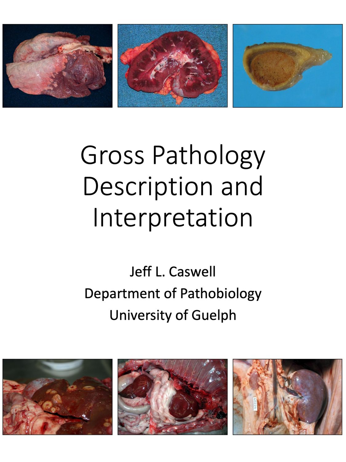 Cover image for Gross Pathology Description and Interpretation