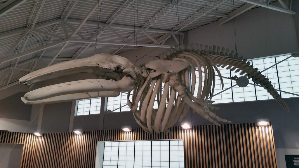 Gray whale skeleton suspended from the roof of Edward Milne Community School