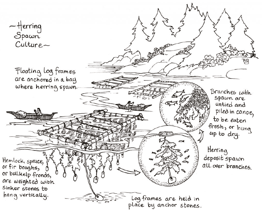 Image describing herring spawn culture: herring spawn in floating log frames that are held in place by anchor stones. Hemlock, spruce, and fir boughs, or bullkelp fronds hang vertically from the frames. Herring deposit spawn all over the branches. Branches with spawn are untied and piled in canoes, to be eaten fresh or hung up to dry.