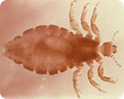Close up view of an adult head louse.