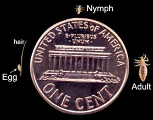 An American penny shown beside a louse in various stages of development to show size of egg, nymph, and adult to scale.