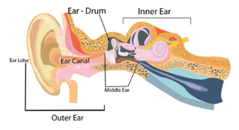 An anatomical image of the different parts of the inner ear.