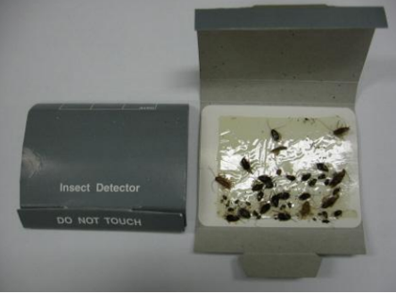 The insect of an insect detector shows many dead insects stuck to the trap.