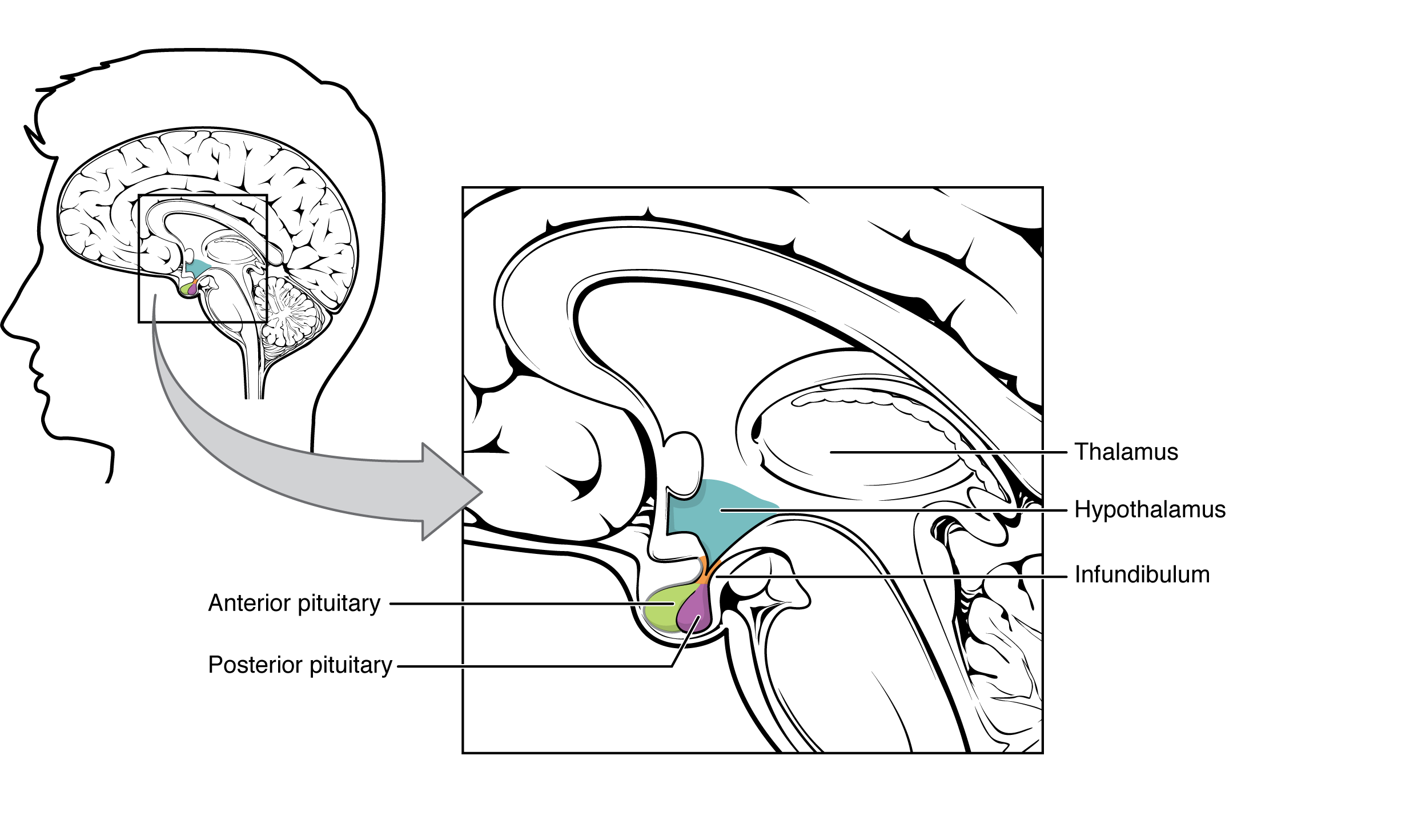 This illustration shows the hypothalamus-pituitary complex, which is located at the base of the brain and shown here from a lateral view. The hypothalamus lies inferior and anterior to the thalamus, which is sits atop the brainstem. The hypothalamus connects to the pituitary gland by the stalk-like infundibulum. The pituitary gland looks like a sac containing two balls hanging from the infundibulum. The “balls” are the anterior and posterior lobes of the pituitary. Each lobe secretes different hormones in response to signals from the hypothalamus.