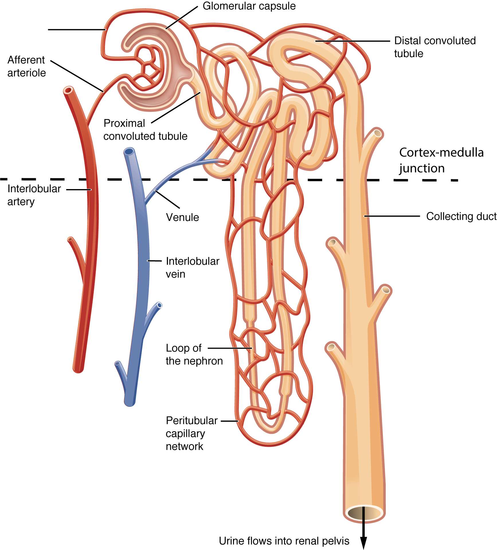 This image shows the blood vessels and the direction of blood flow in the nephron.