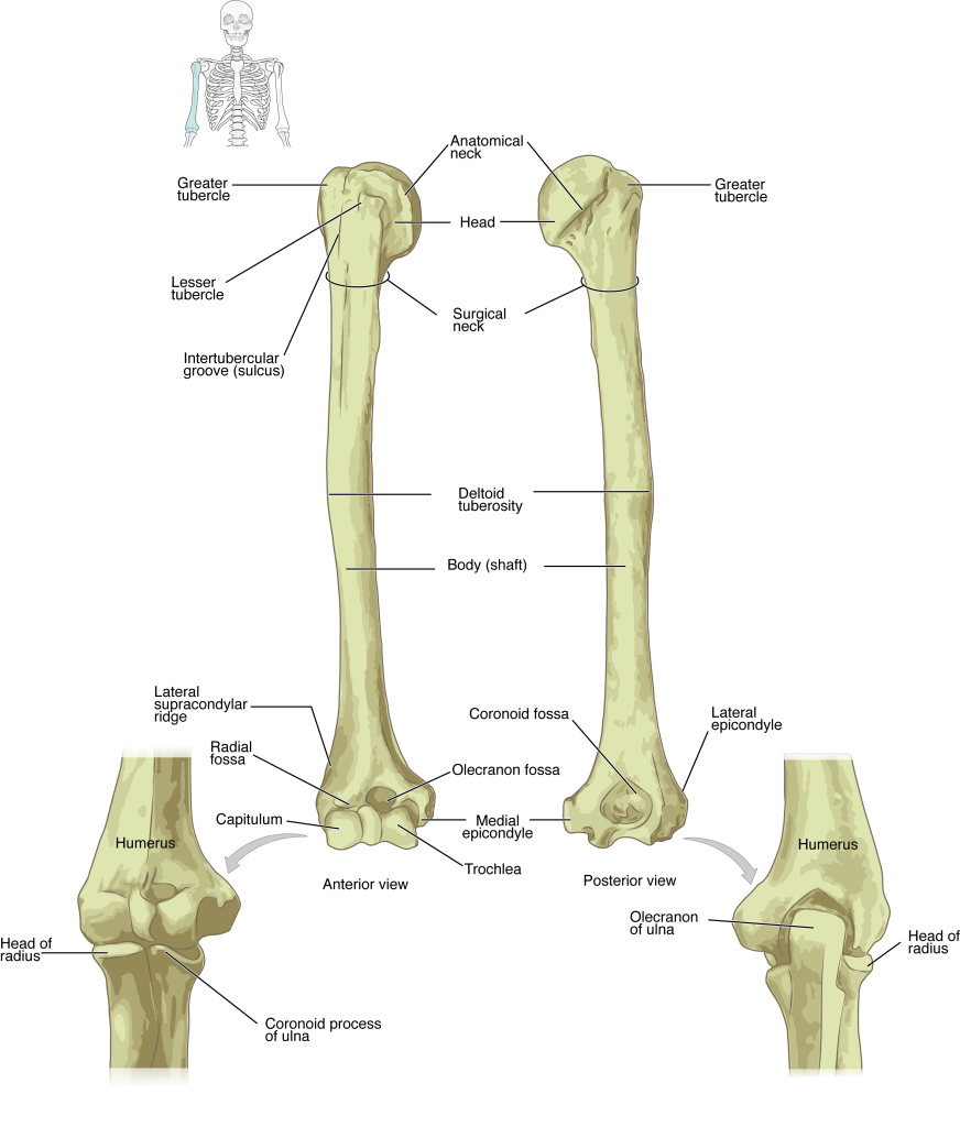 Labeled Humerus bone Diagram