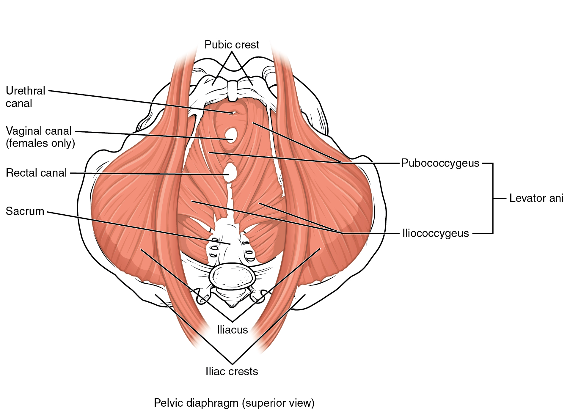 Appendicular Muscles of the Pelvic Girdle and Lower Limbs