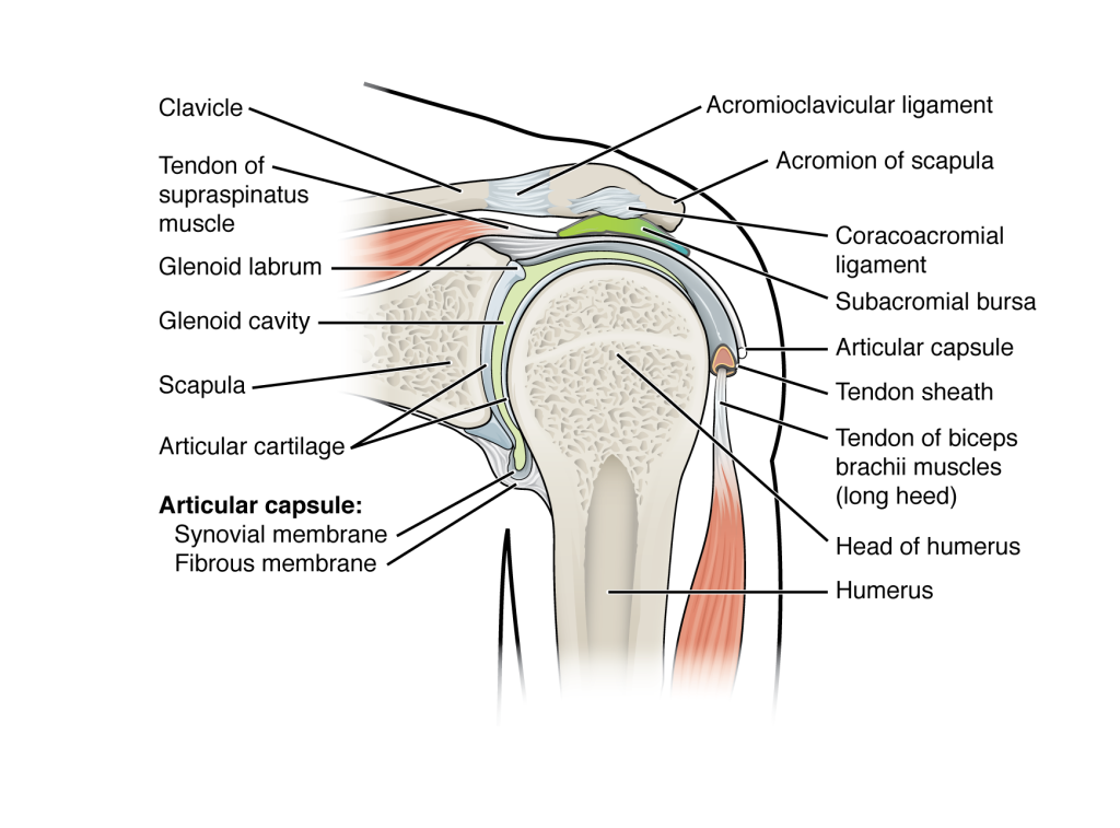 This figure shows the structure of the shoulder joint. The main ligaments and parts are labeled.