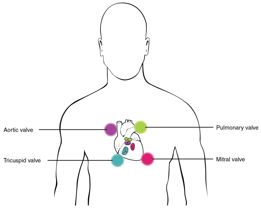 19.3 Cardiac Cycle – Mohawk – PN Structure & Function of the Human Body