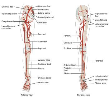 20.5 Circulatory Pathways – Mohawk – PN Structure & Function of the ...